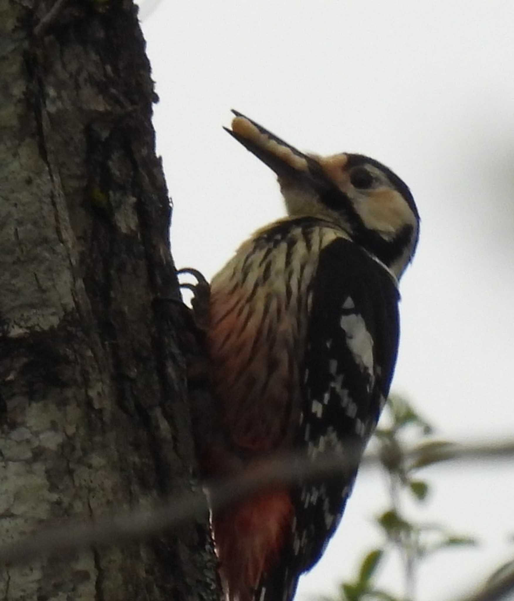 Photo of White-backed Woodpecker at 裏磐梯 by カズー