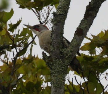 Japanese Green Woodpecker 裏磐梯 Sat, 5/14/2022