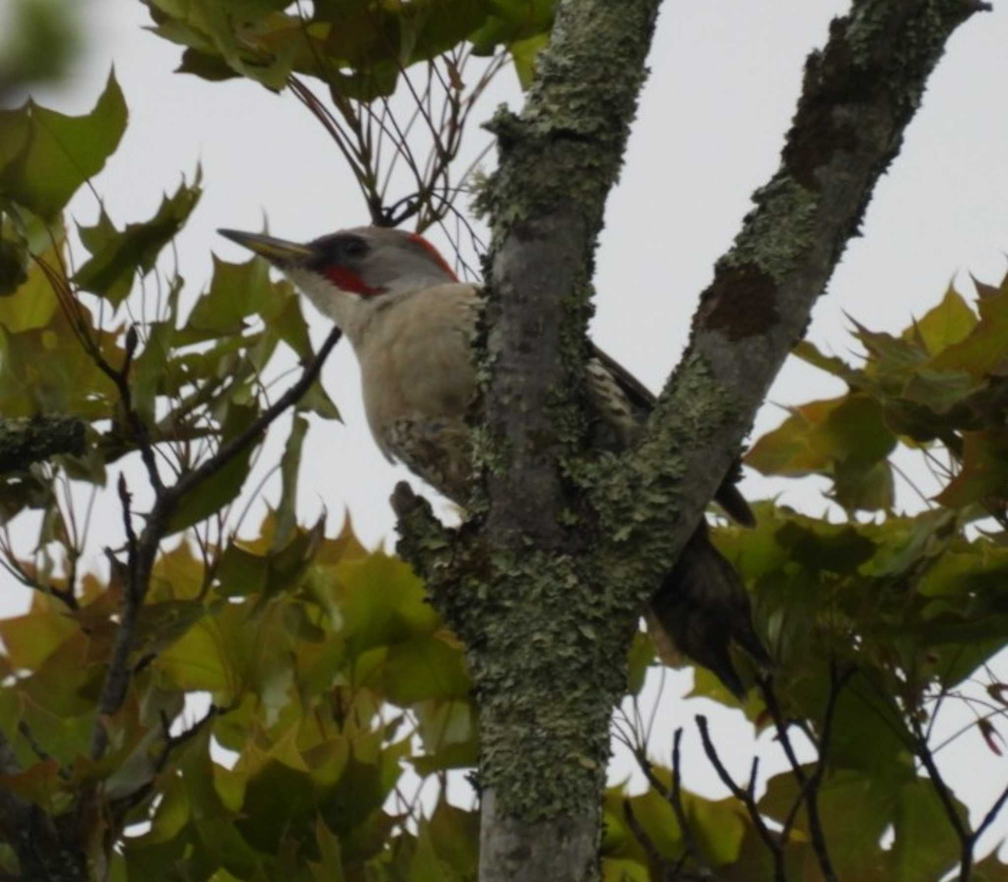 Photo of Japanese Green Woodpecker at 裏磐梯 by カズー