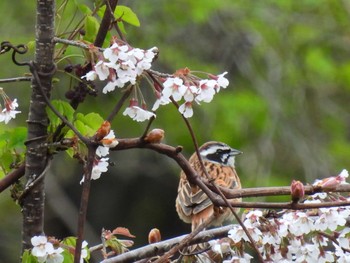 Meadow Bunting 裏磐梯 Sat, 5/14/2022