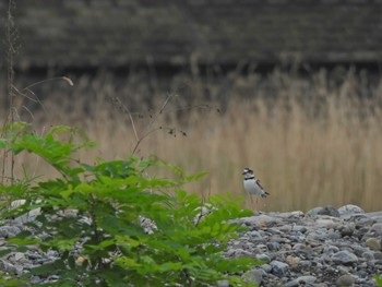 Little Ringed Plover 羽村堰 Sat, 5/14/2022