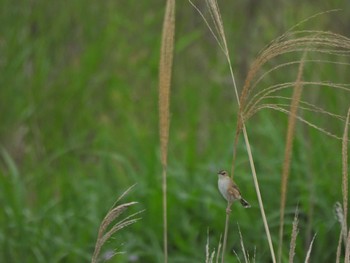 Zitting Cisticola 羽村堰 Sat, 5/14/2022