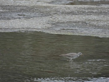 Common Sandpiper 羽村堰 Sat, 5/14/2022