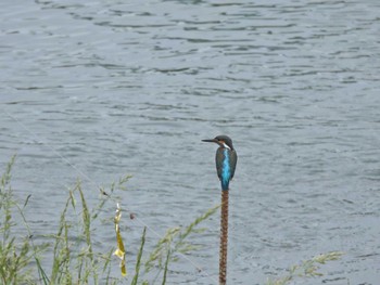 Common Kingfisher 羽村堰 Sat, 5/14/2022