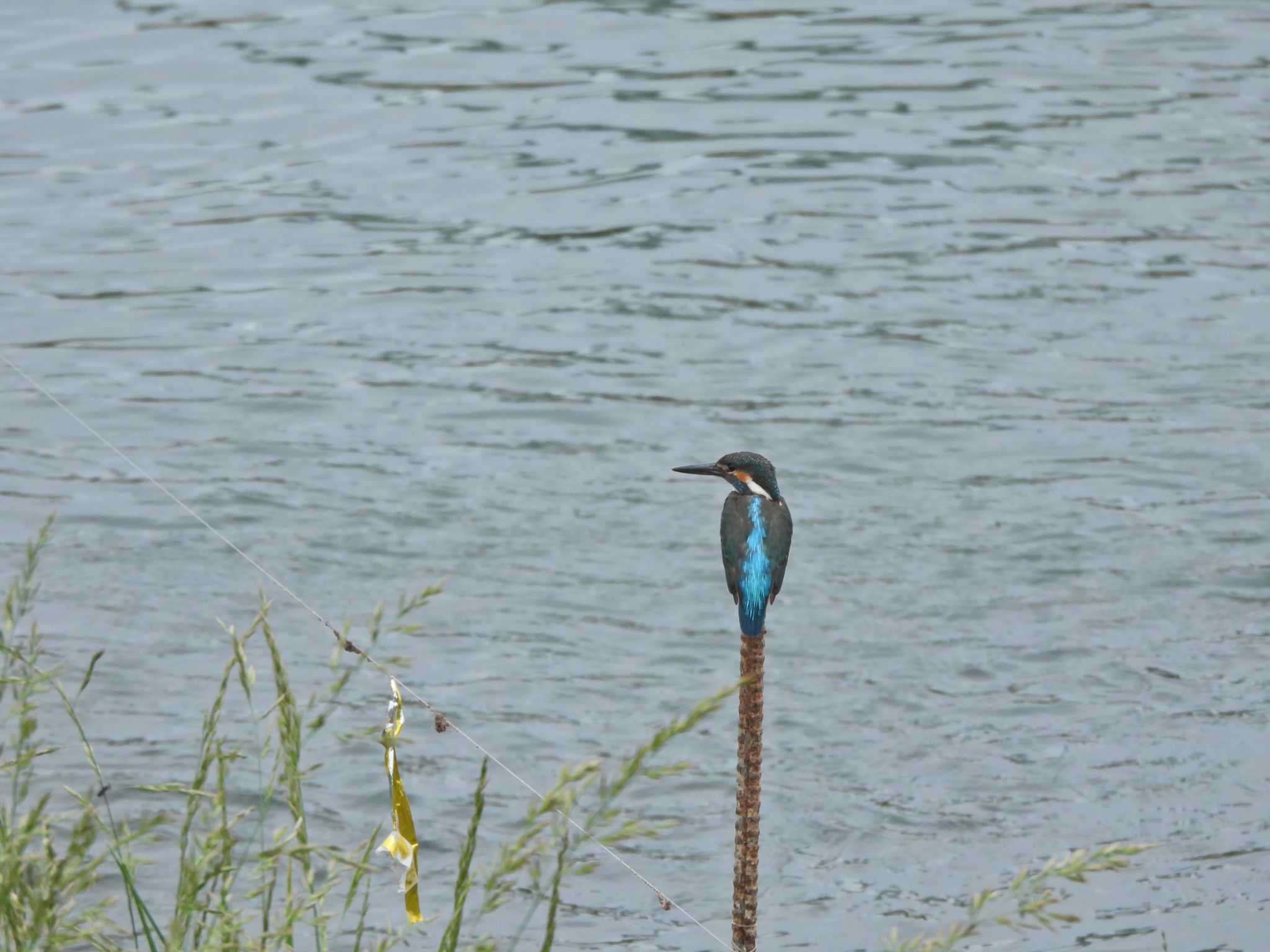 カワセミ