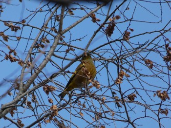 カワラヒワ 長居公園植物園 2017年12月14日(木)