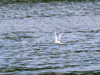 2022年5月14日(土) 庄内緑地公園の野鳥観察記録