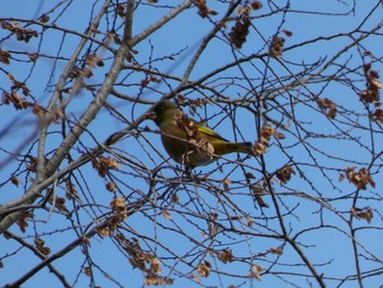 カワラヒワ 長居公園植物園 2017年12月14日(木)