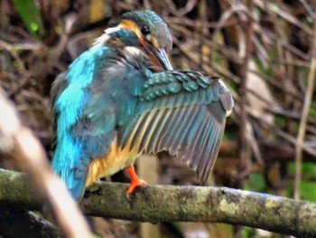 2022年5月14日(土) 舞岡公園の野鳥観察記録