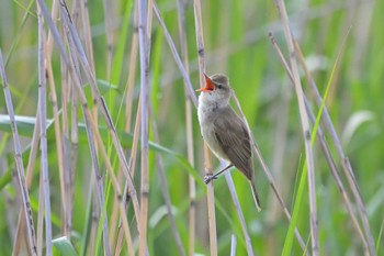 Oriental Reed Warbler 印旛沼 Sun, 5/8/2022