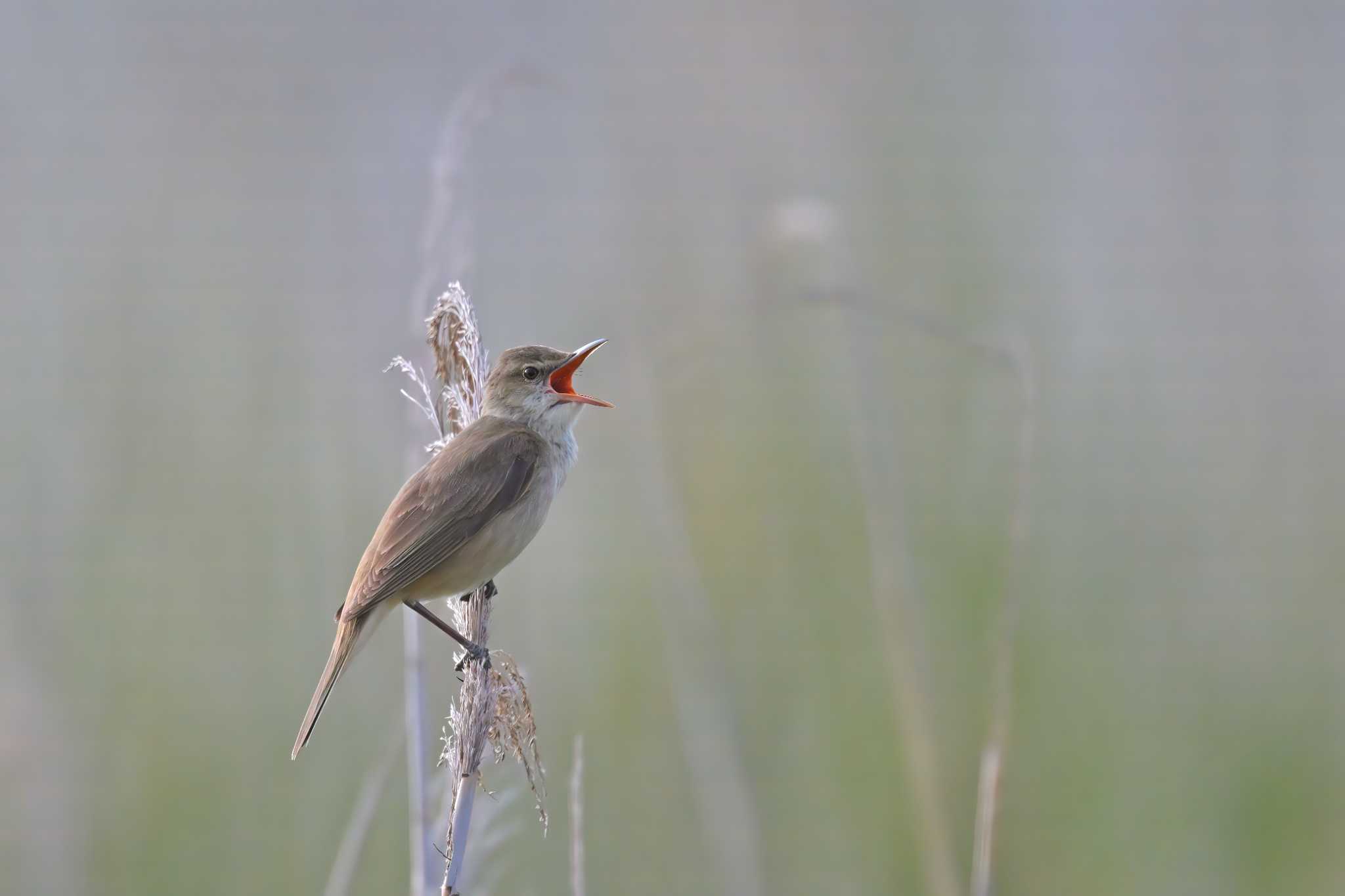 印旛沼 オオヨシキリの写真 by birds@hide3