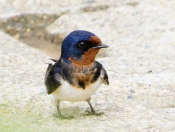 2022年5月14日(土) 恩田川(鶴見川合流点付近)の野鳥観察記録