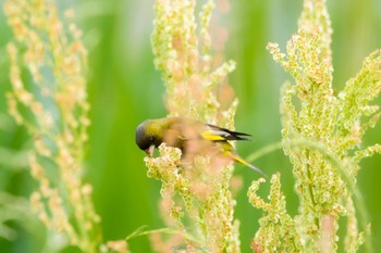 カワラヒワ 東京港野鳥公園 2022年5月8日(日)