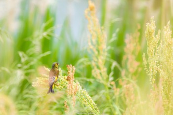 カワラヒワ 東京港野鳥公園 2022年5月8日(日)