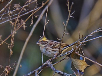 2017年12月14日(木) 多摩森林科学園の野鳥観察記録