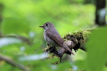 2022年5月14日(土) 早戸川林道の野鳥観察記録