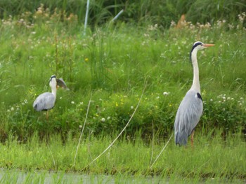 アオサギ 浮島ヶ原自然公園 2022年5月14日(土)