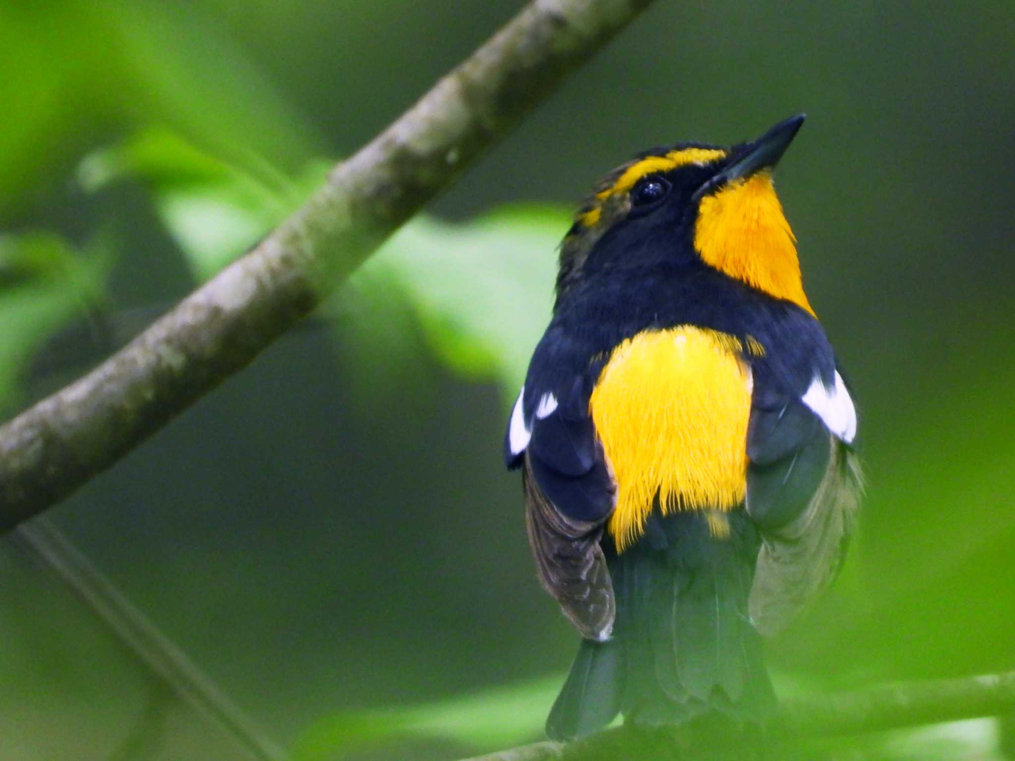 Photo of Narcissus Flycatcher at 太白山自然観察の森 by ぴーさん