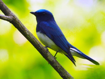 2022年5月12日(木) 太白山自然観察の森の野鳥観察記録