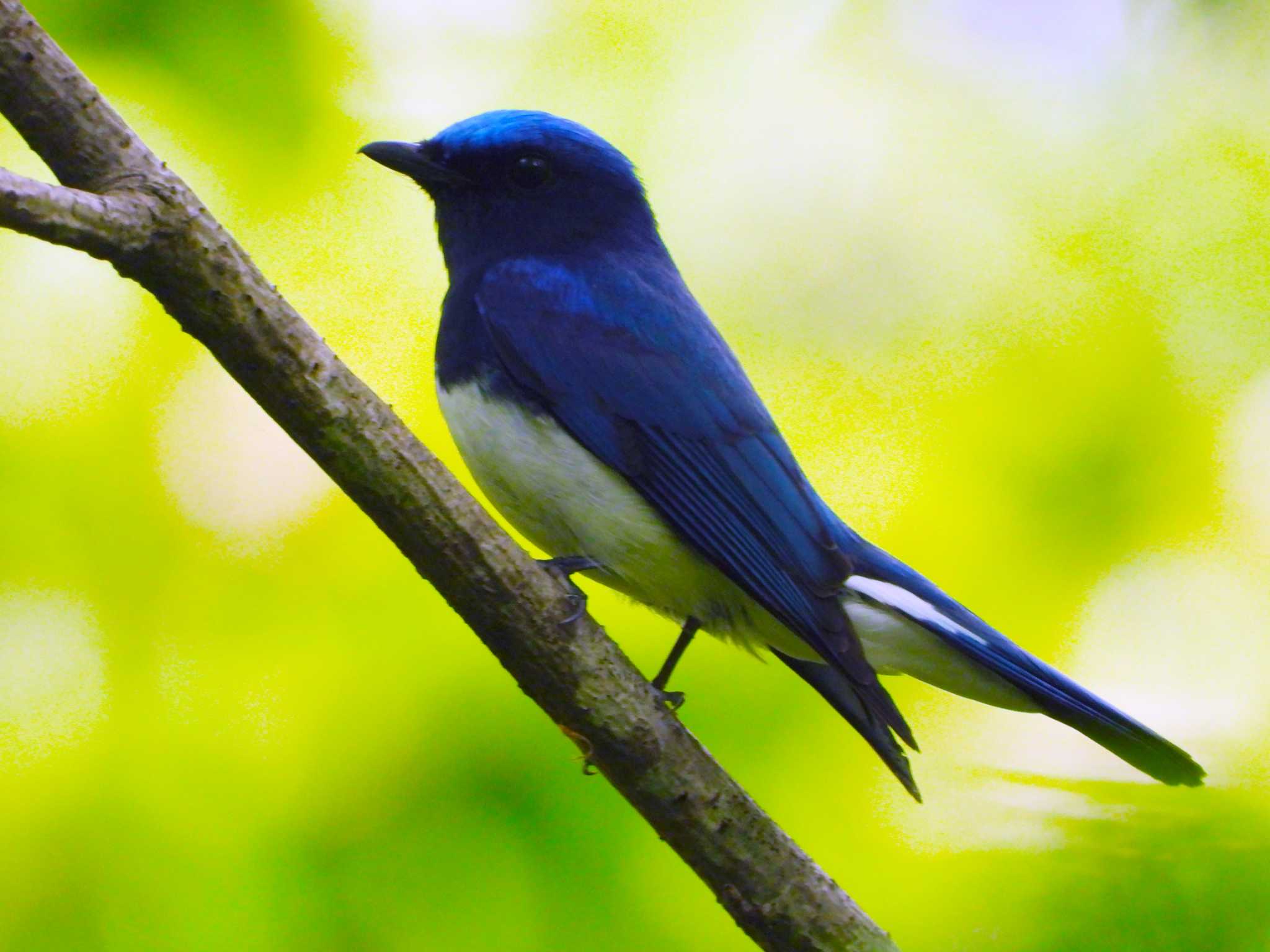 Photo of Blue-and-white Flycatcher at 太白山自然観察の森 by ぴーさん