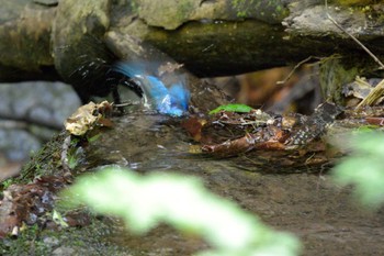 Blue-and-white Flycatcher Unknown Spots Wed, 5/11/2022