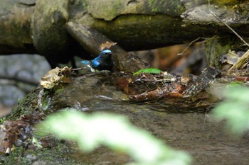 Blue-and-white Flycatcher Unknown Spots Wed, 5/11/2022