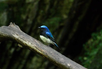 Blue-and-white Flycatcher Unknown Spots Wed, 5/11/2022