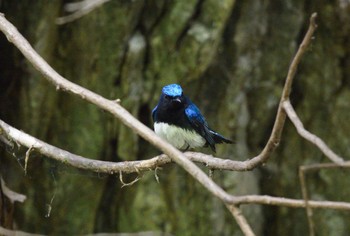 Blue-and-white Flycatcher Unknown Spots Wed, 5/11/2022