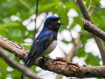 2022年5月14日(土) 三角山(札幌市西区)の野鳥観察記録