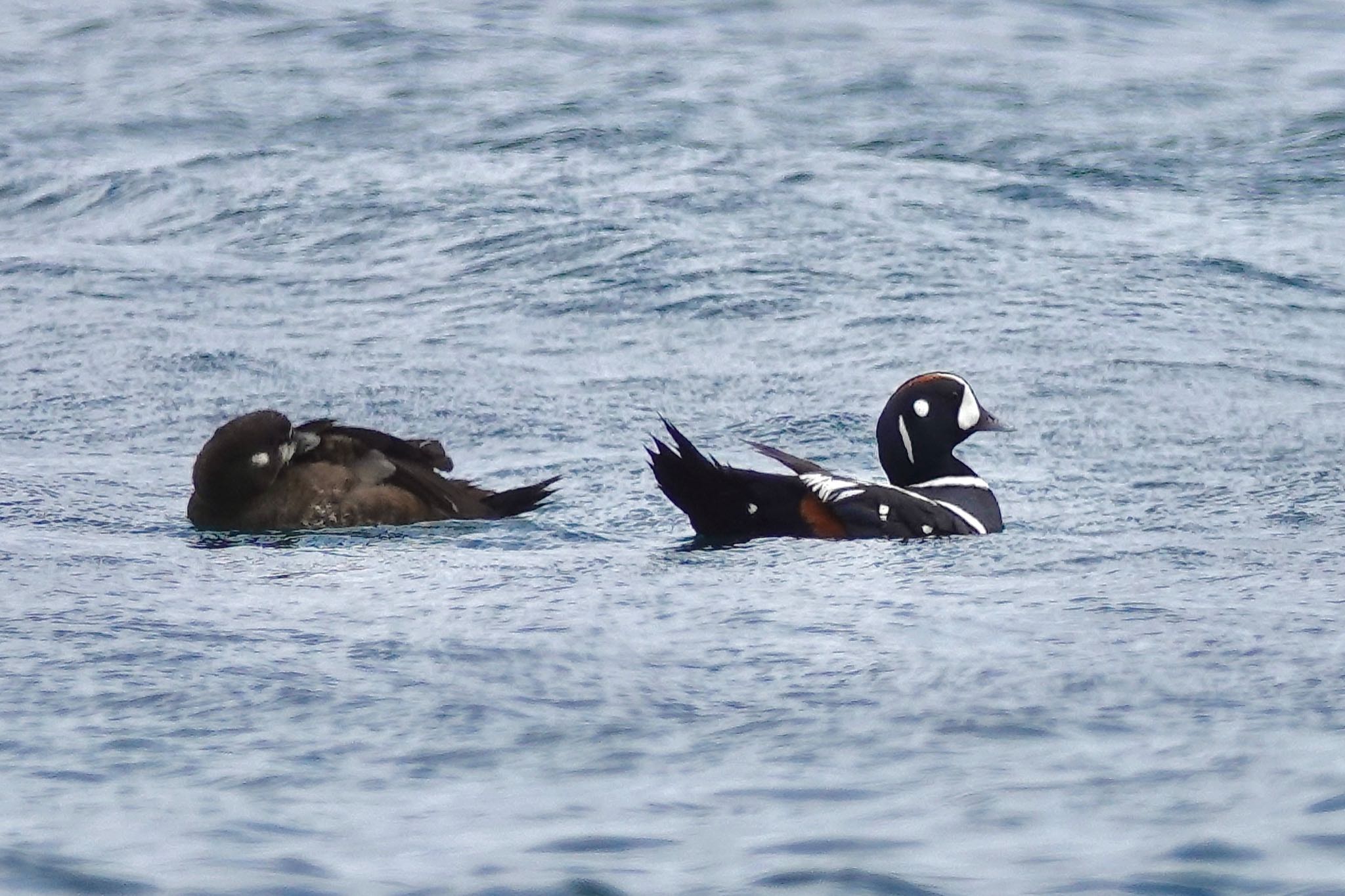 Harlequin Duck