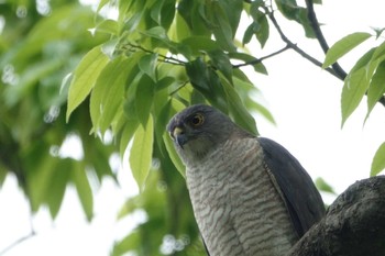 Sat, 5/14/2022 Birding report at 東京都大田区