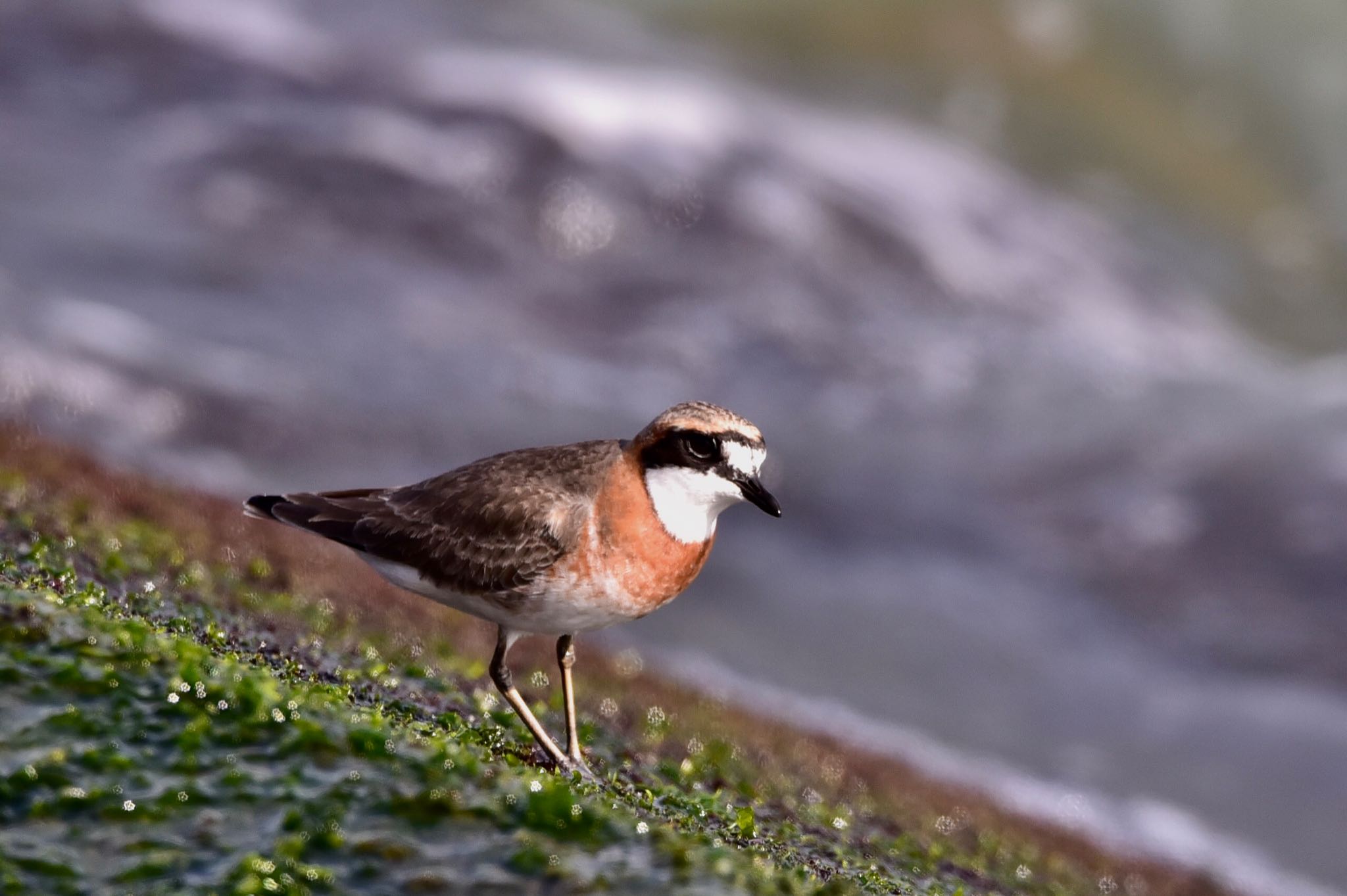 Photo of Siberian Sand Plover at 静岡県御前崎海岸 by Taka Eri