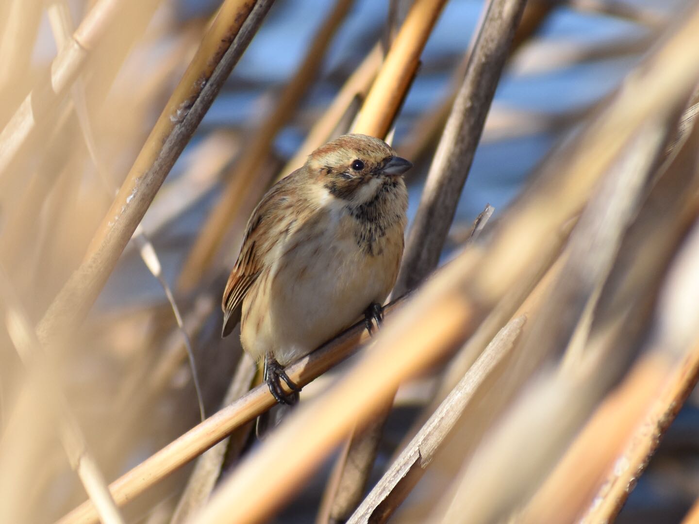 Photo of Common Reed Bunting at  by ヨウコ