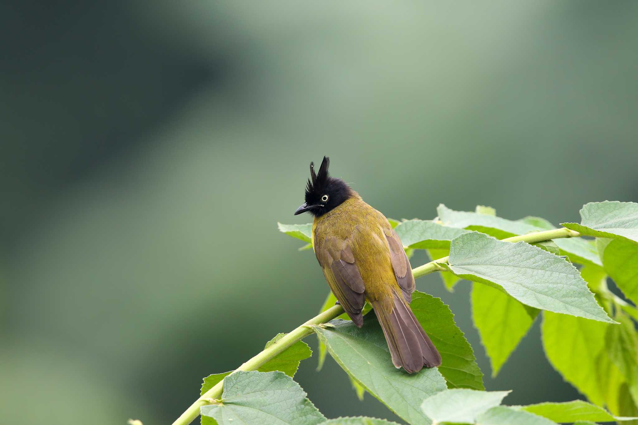 Photo of Black-crested Bulbul at Kaeng Krachan National Park by Trio