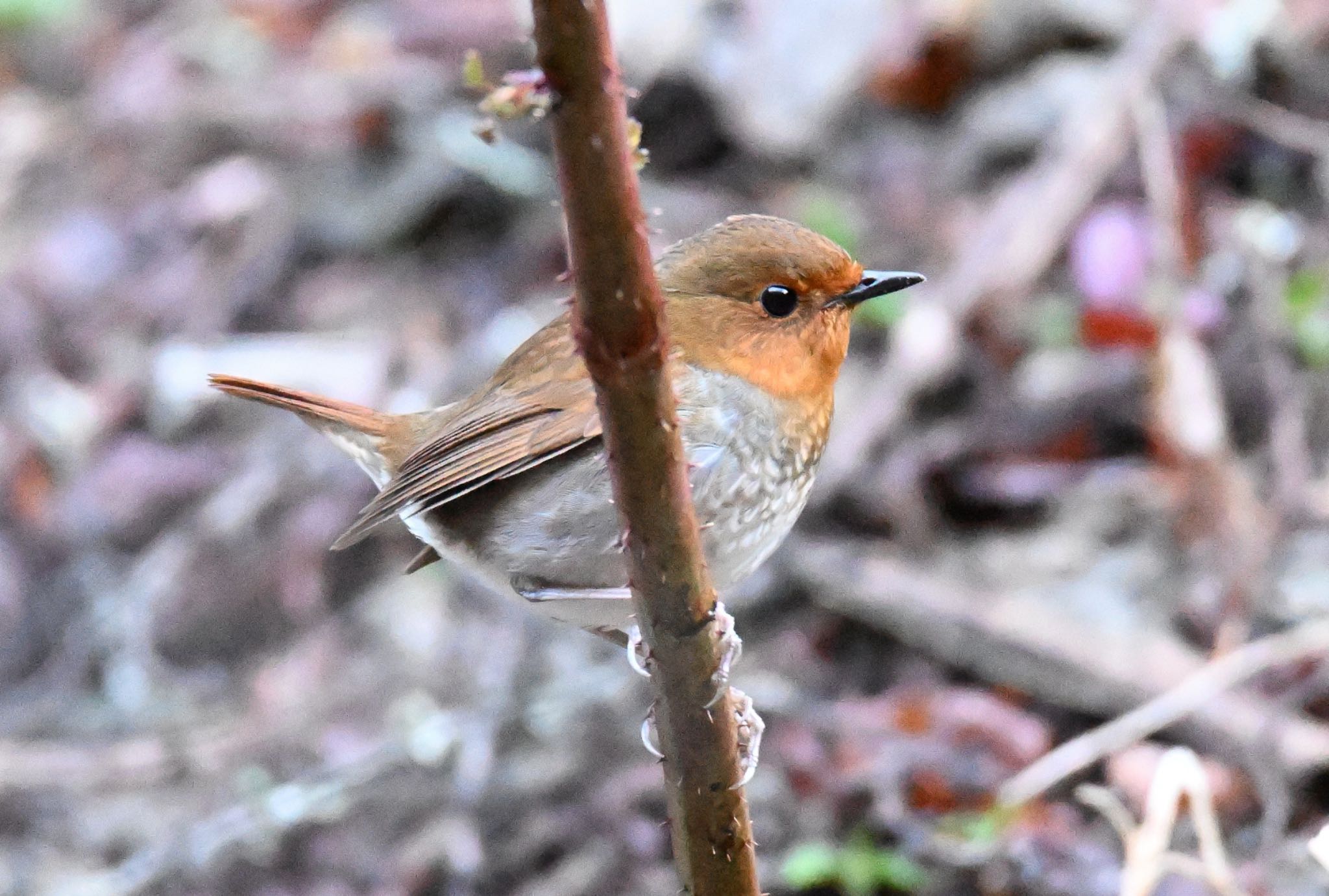 Photo of Japanese Robin at 秩父山系登山道 by アカウント5227
