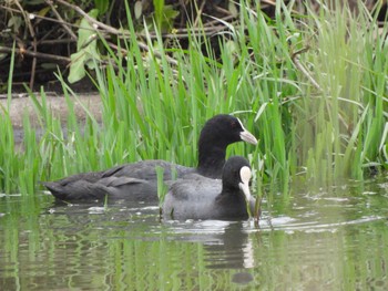 Eurasian Coot 浮島ヶ原 Sat, 5/14/2022