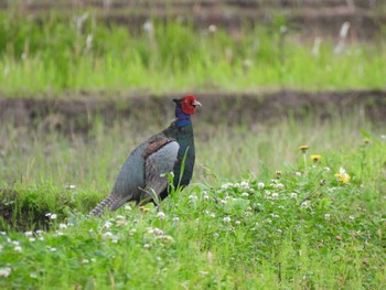 Green Pheasant 浮島ヶ原 Sat, 5/14/2022