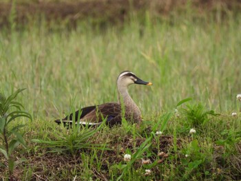 Eastern Spot-billed Duck 浮島ヶ原 Sat, 5/14/2022