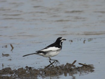 White Wagtail 浮島ヶ原 Sat, 5/14/2022