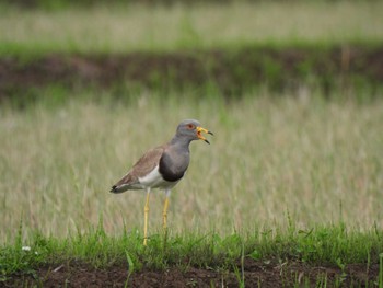 Grey-headed Lapwing 浮島ヶ原 Sat, 5/14/2022