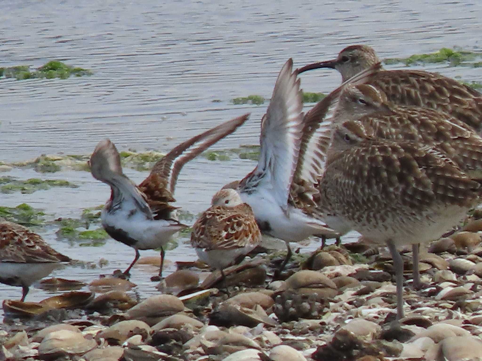 Dunlin