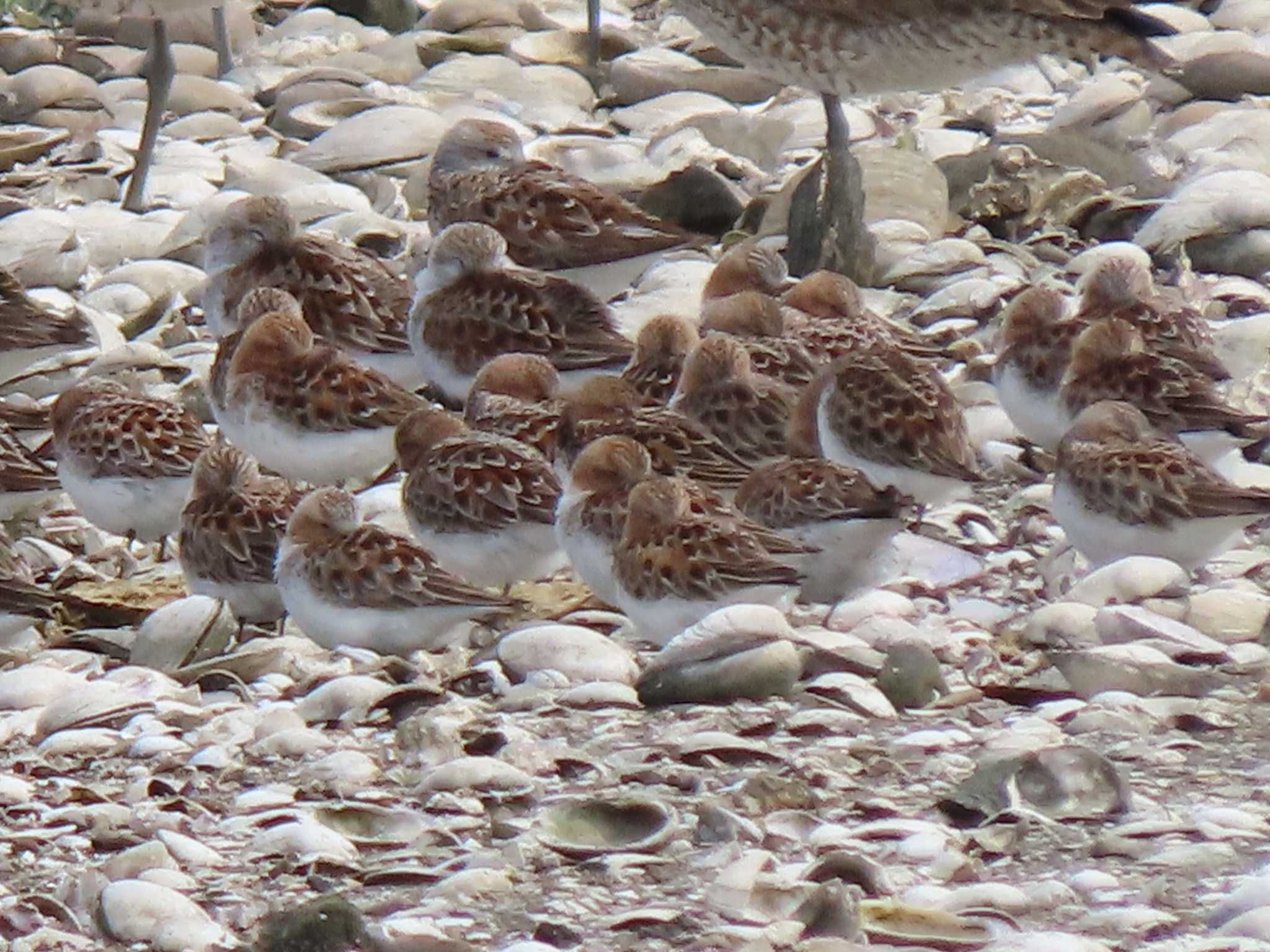 Red-necked Stint