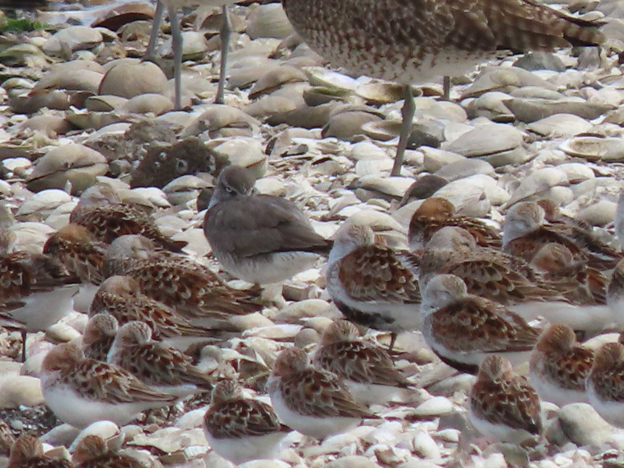 Grey-tailed Tattler