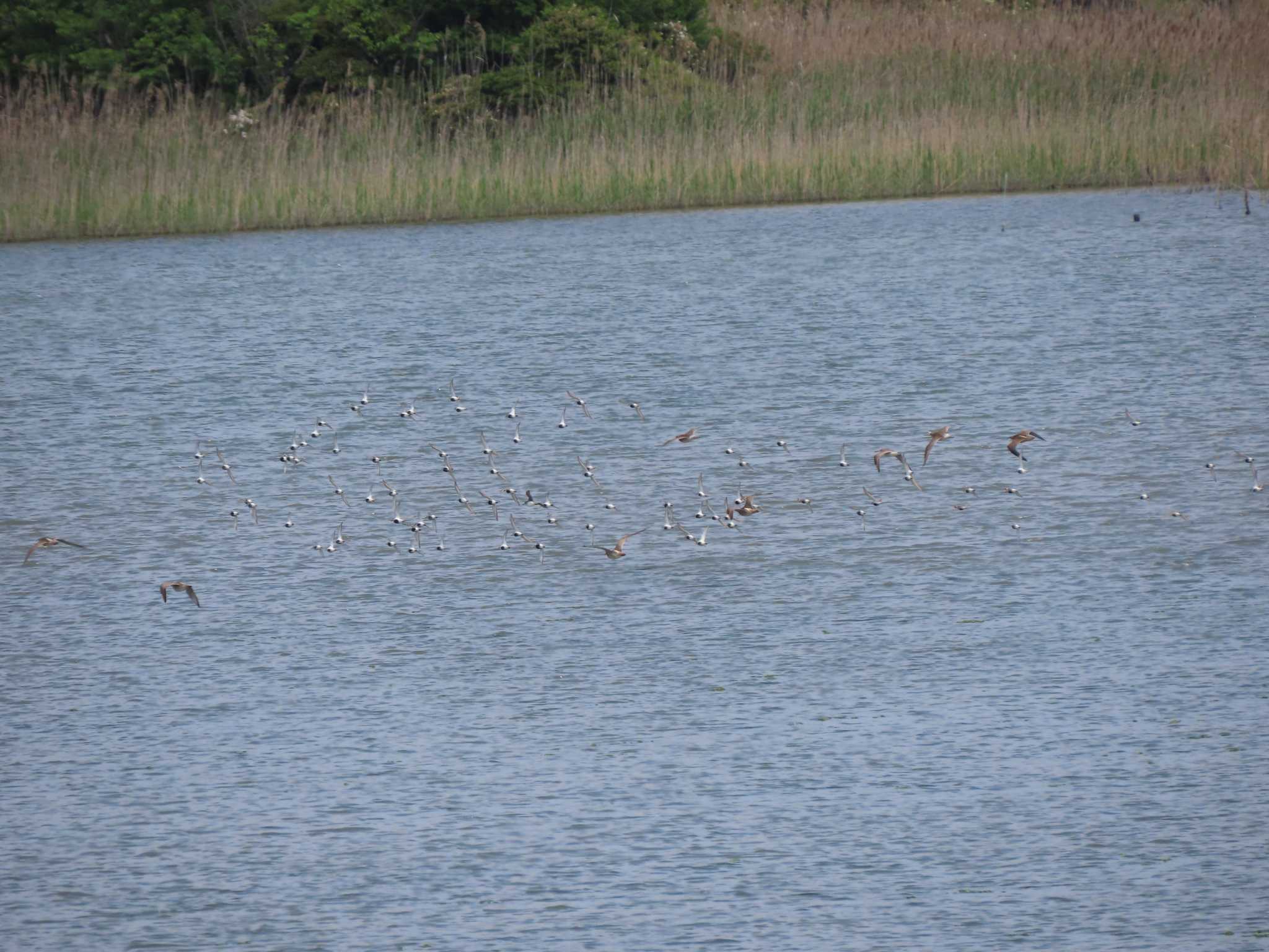 Dunlin