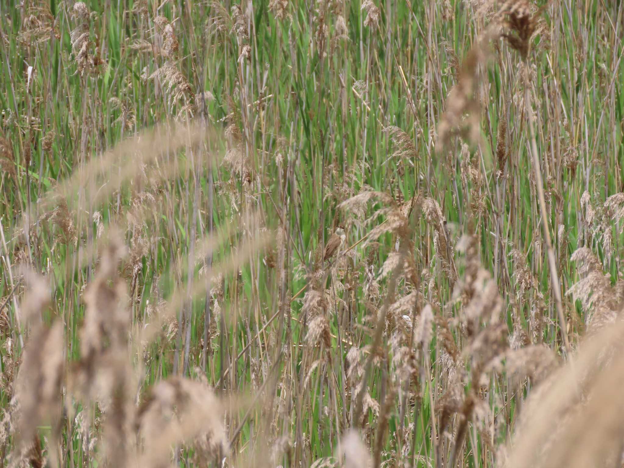 Oriental Reed Warbler