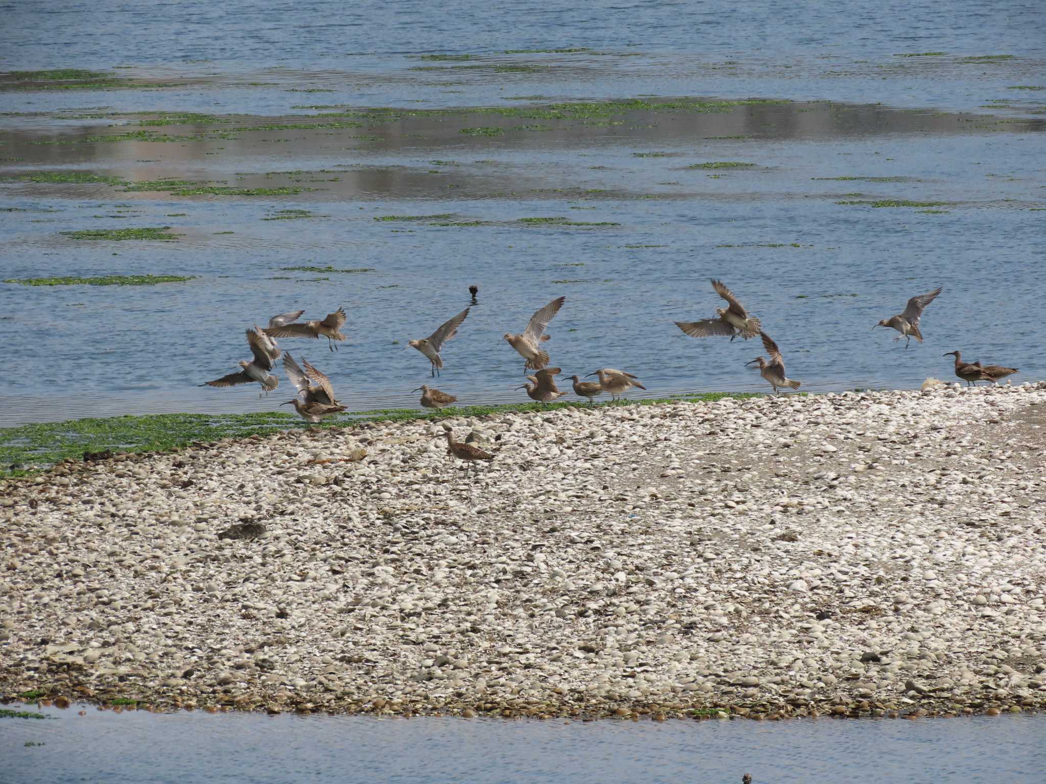 Eurasian Whimbrel