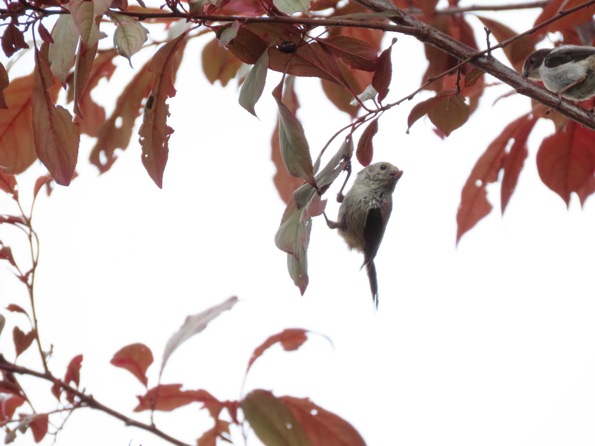 Long-tailed Tit