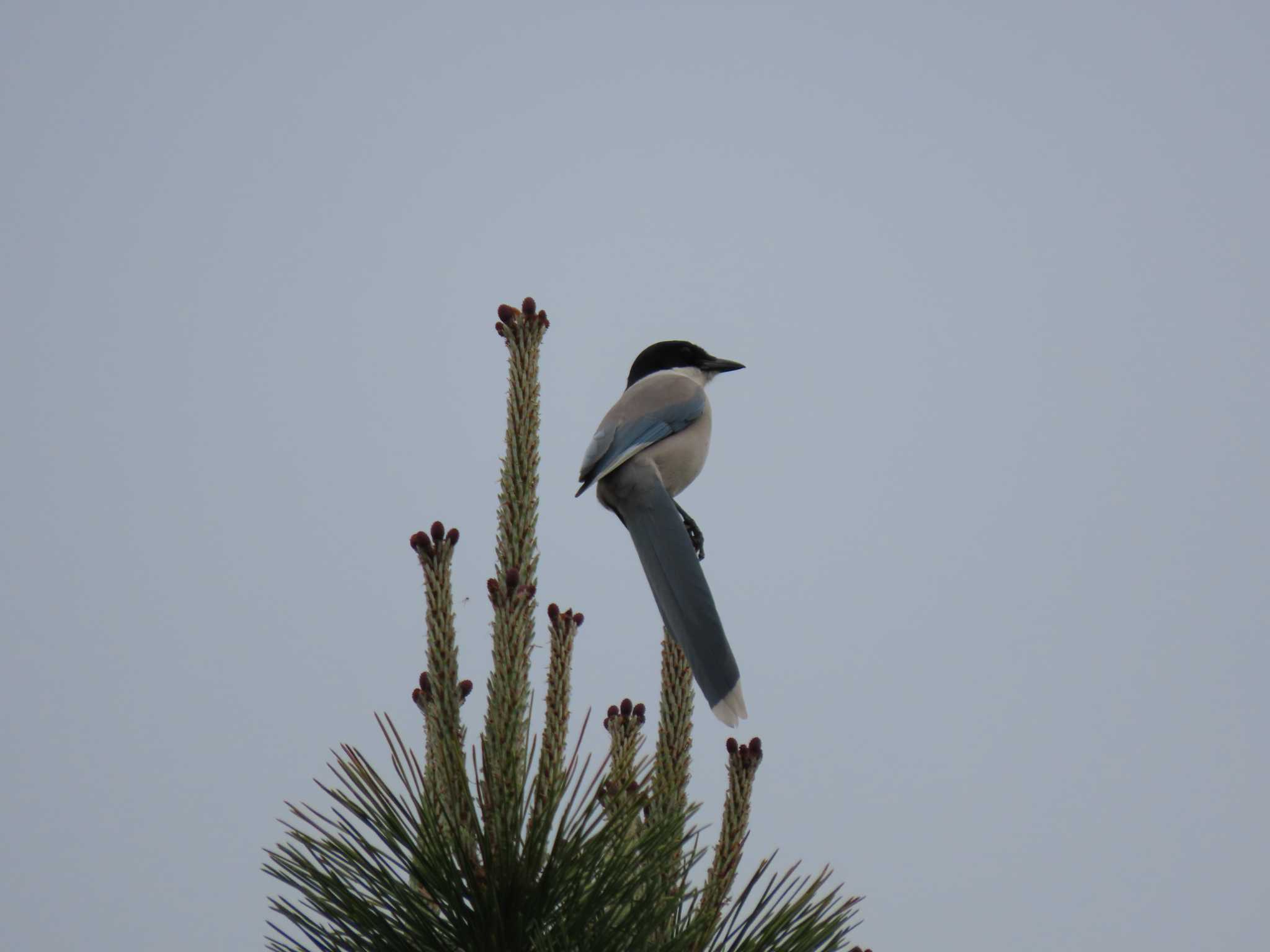 Azure-winged Magpie