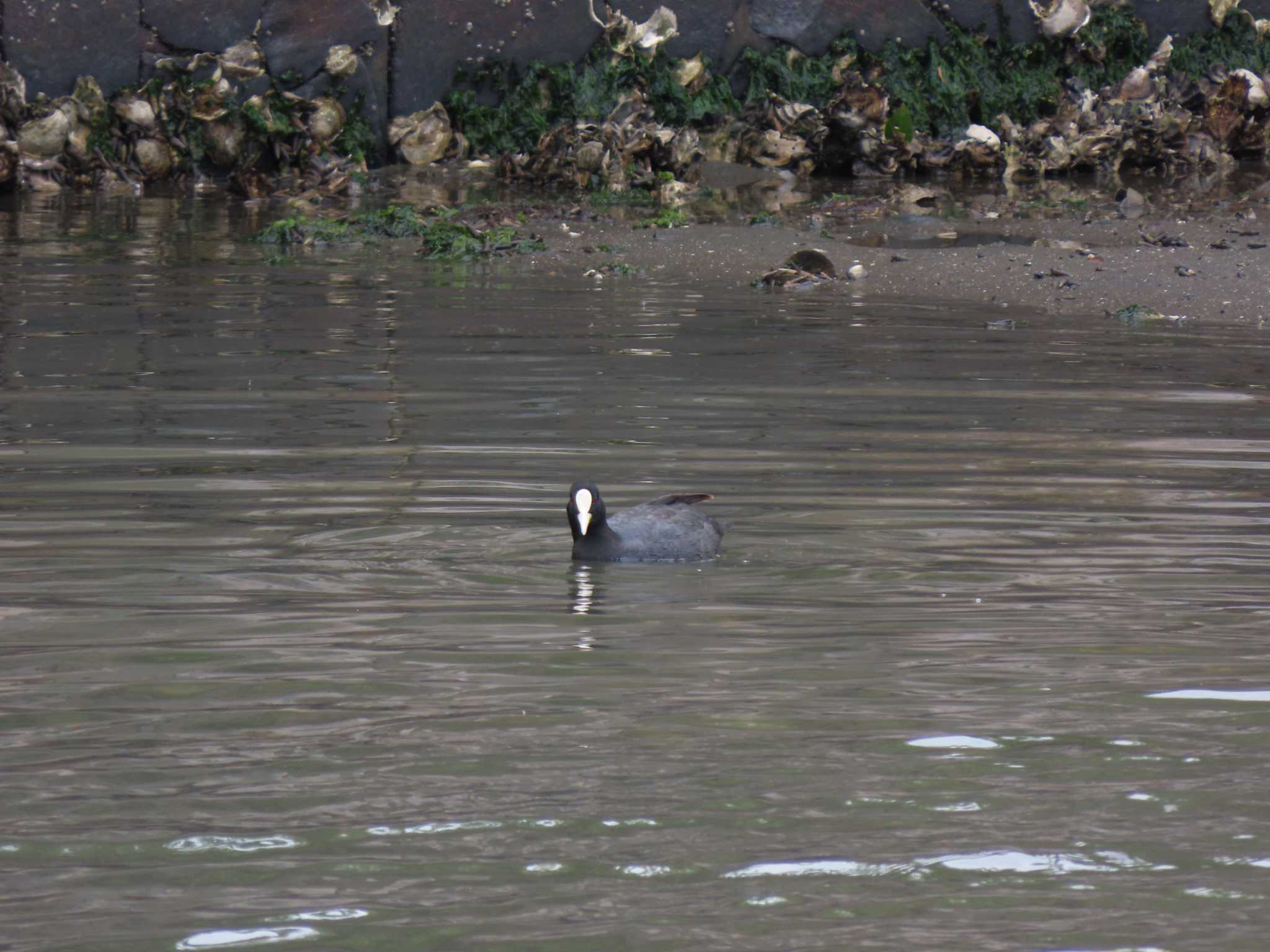 Eurasian Coot