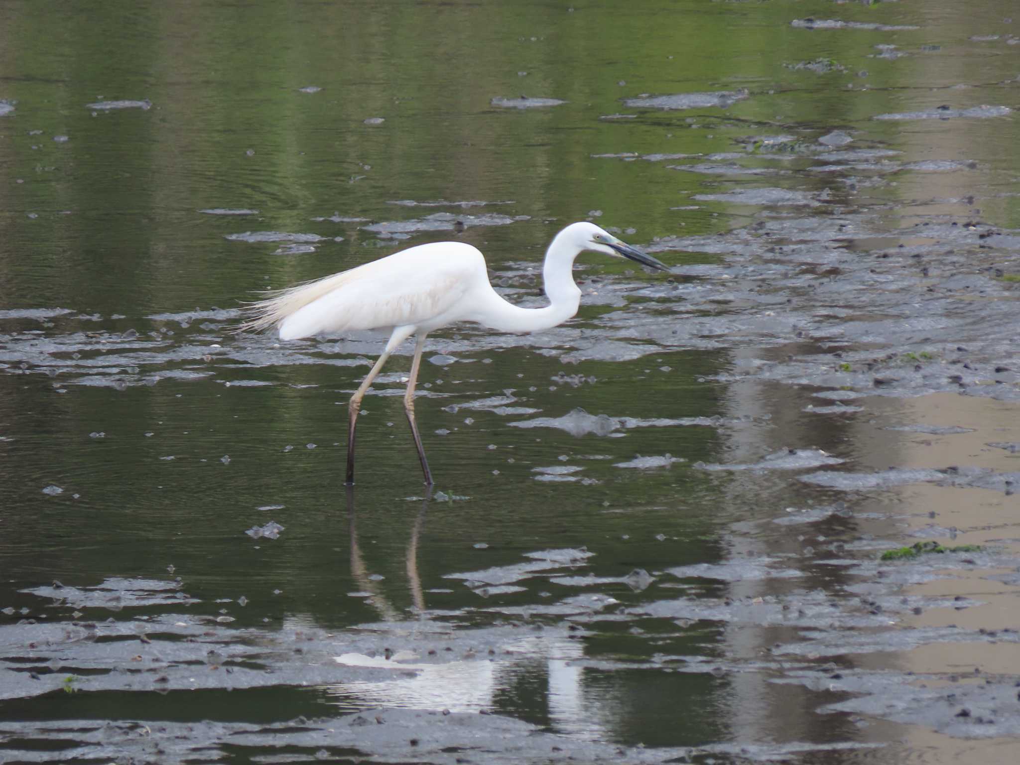 Great Egret